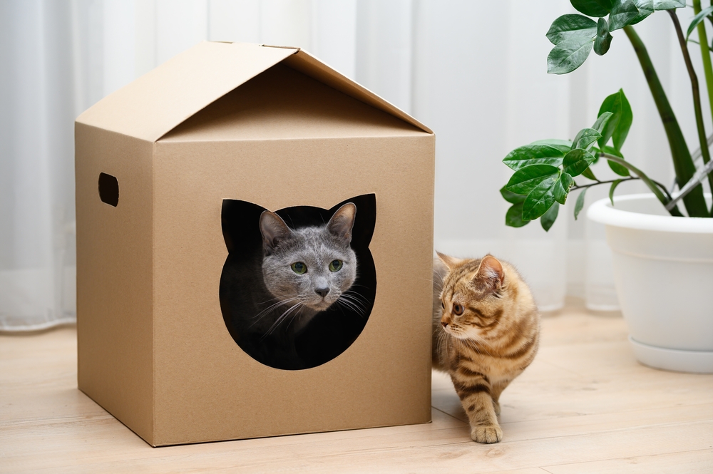 DIY Cat House