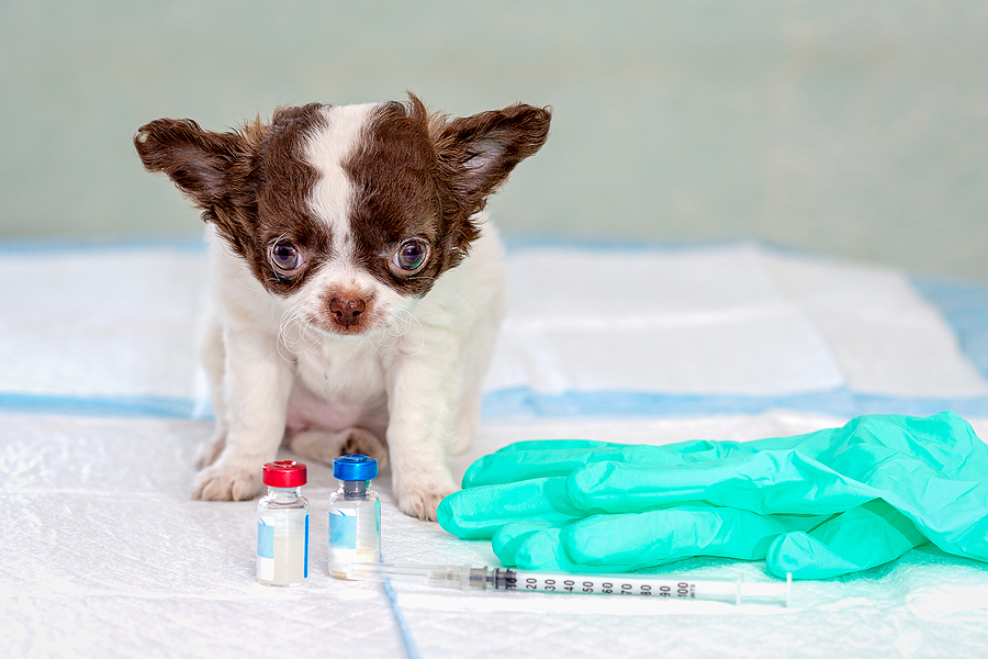 diy puppy vaccine